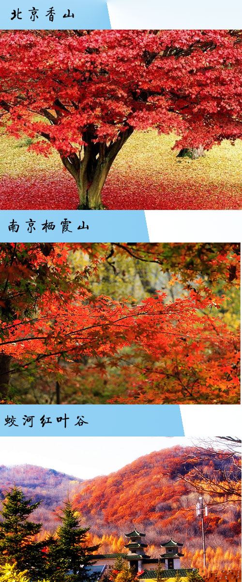 2024新澳原料免费资料